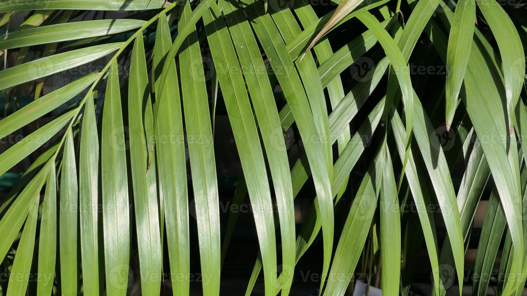 schön texturiert Grün Hintergrund von natürlich tropisch Blätter foto