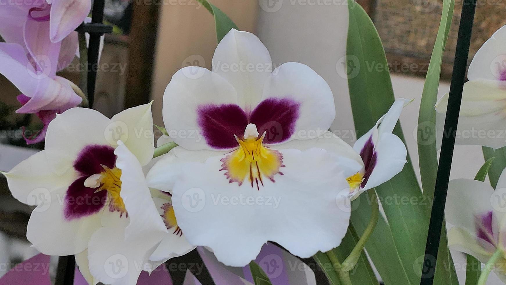 schön Phalaenopsis Orchideen im das Gewächshaus foto