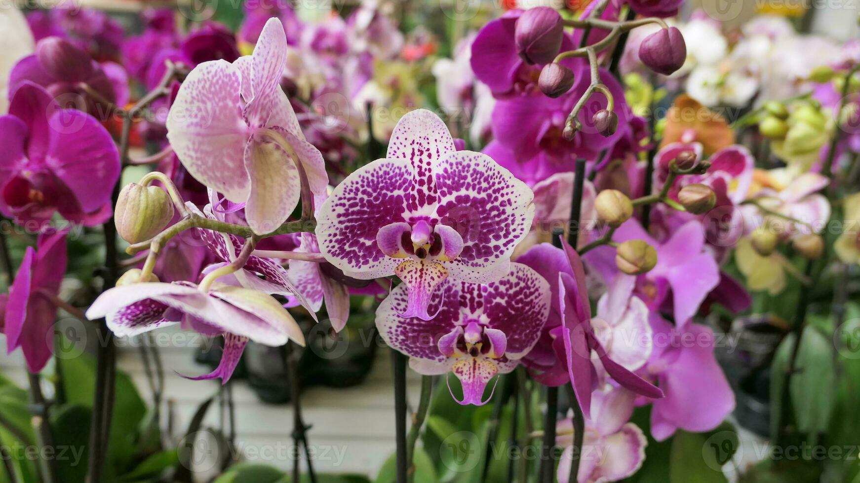 schön Phalaenopsis Orchideen im das Gewächshaus foto