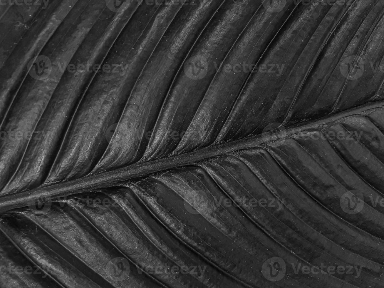 Strelitzia dunkel schwarz Blatt Textur Hintergrund foto