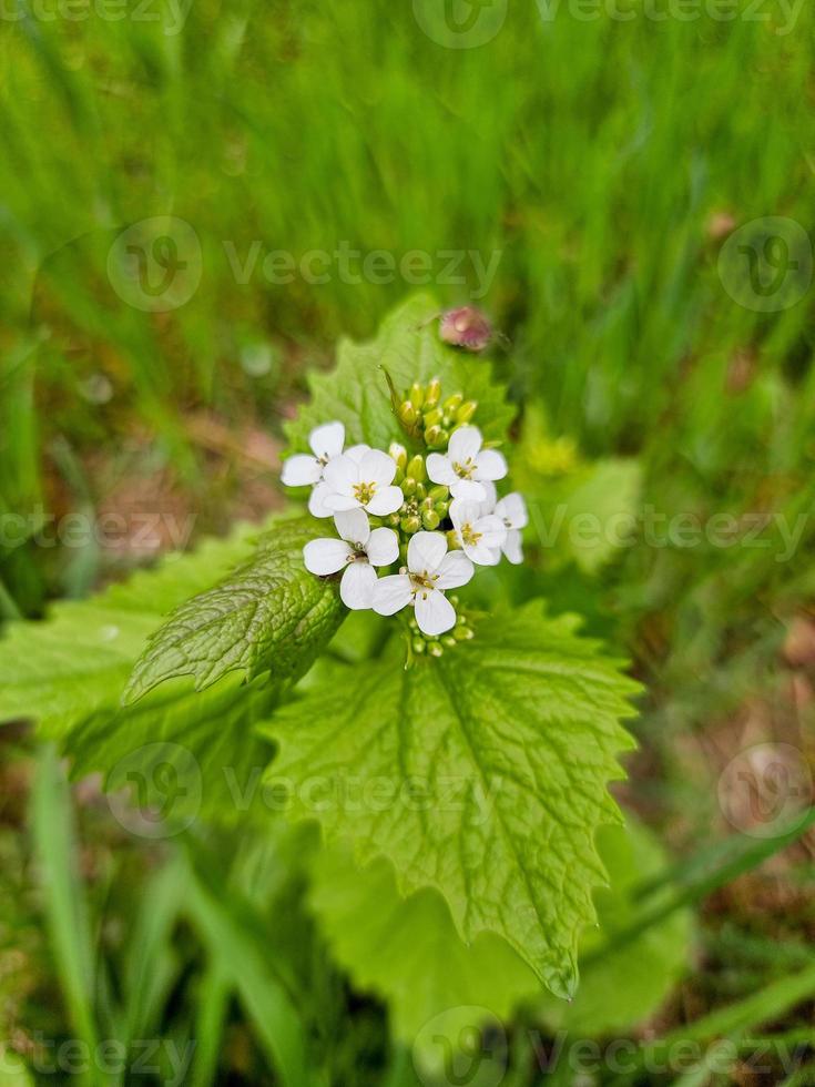 schöne Blumen im Garten foto