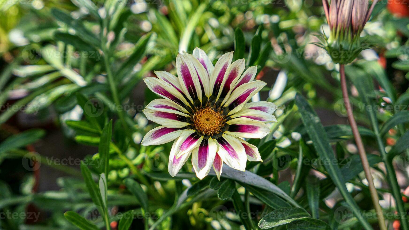 ein schön Daysies Blumen draußen foto