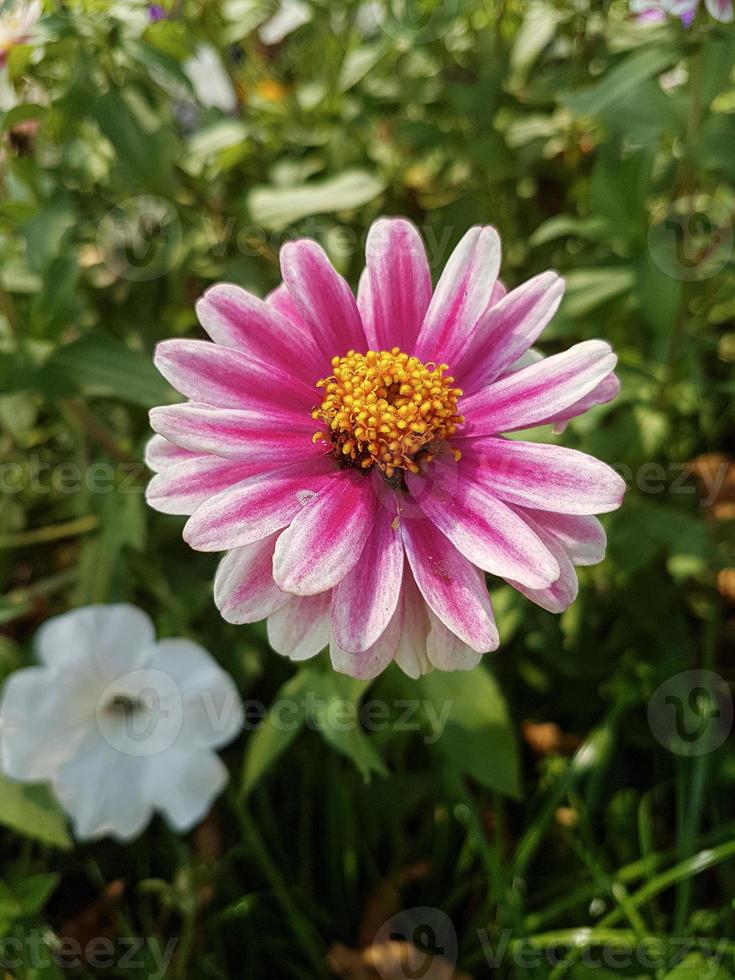 ein schön Daysies Blumen draußen foto