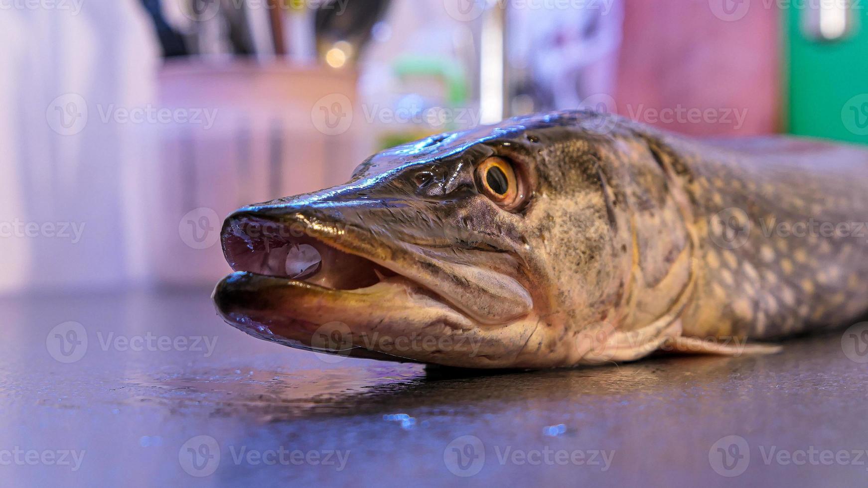 das Nord Pike einfach Pike oder luce frisches Wasser Fisch foto