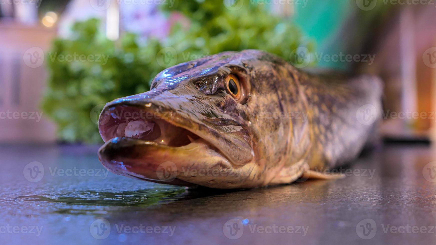 das Nord Pike einfach Pike oder luce frisches Wasser Fisch foto