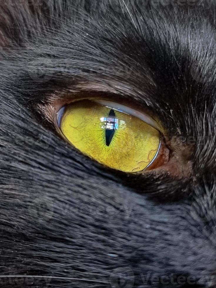 Grün Katze Auge schließen oben foto