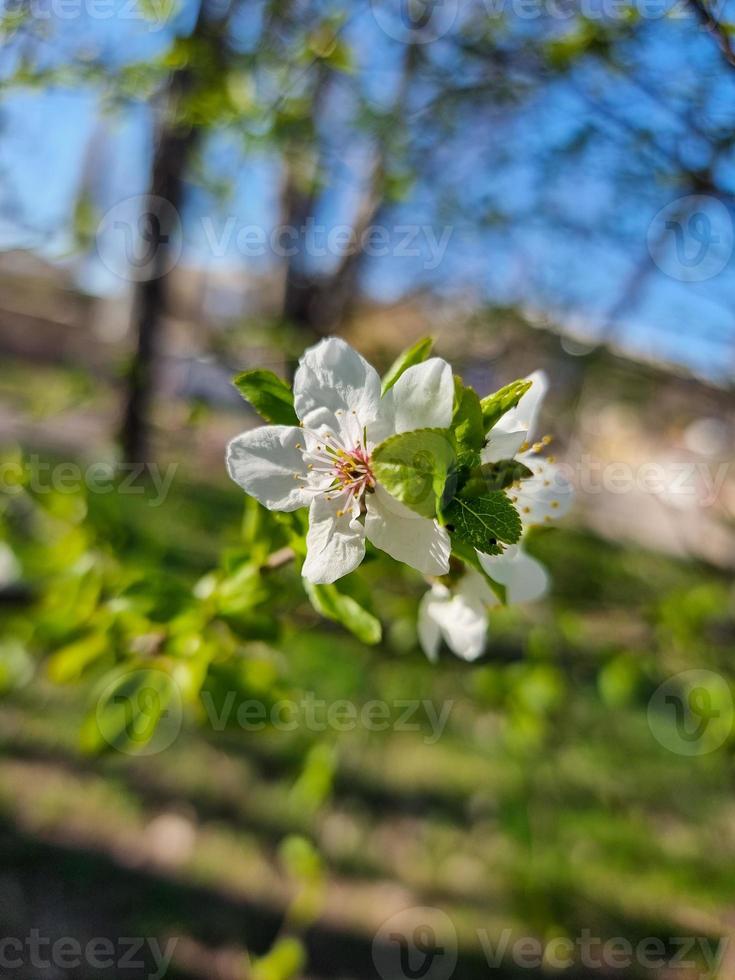 schön Sakura Blumen foto