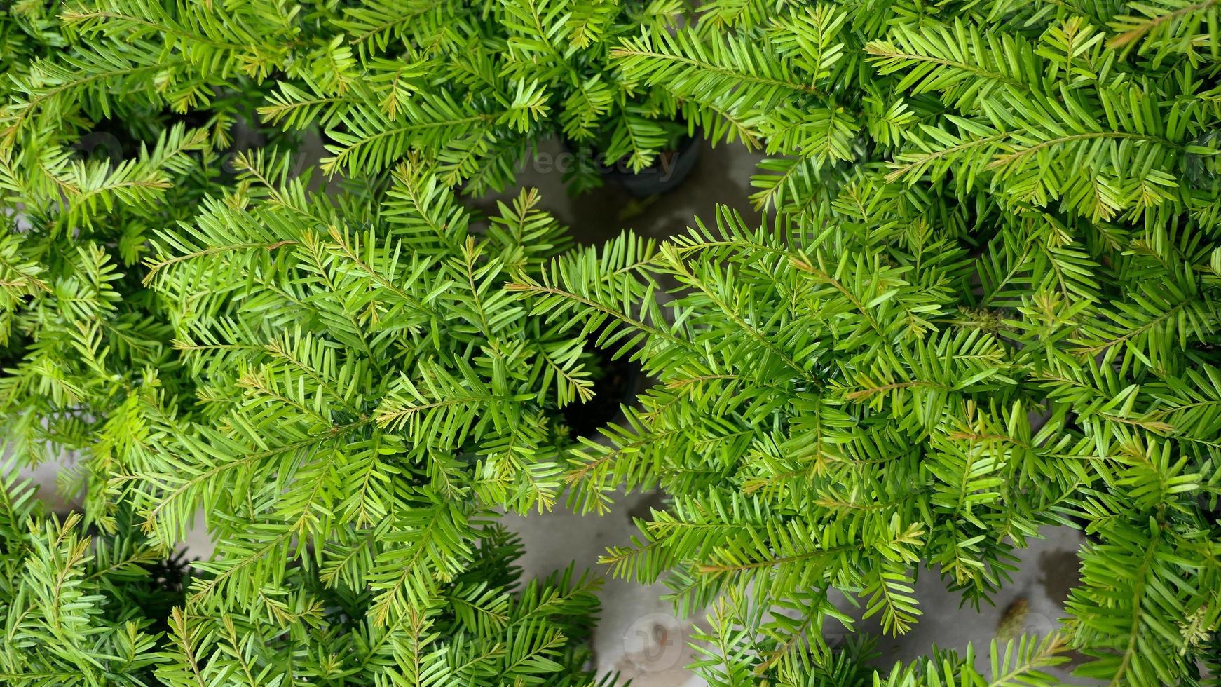 Grün Blätter Mauer Hintergrund wild Trauben Laub Textur foto