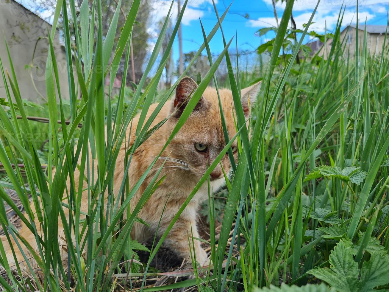 obdachlos Katze im das Straße Porträt foto