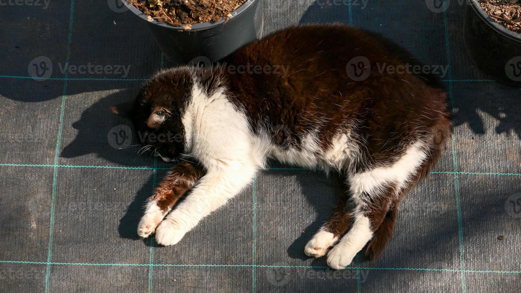 obdachlos Katze im das Straße Porträt foto