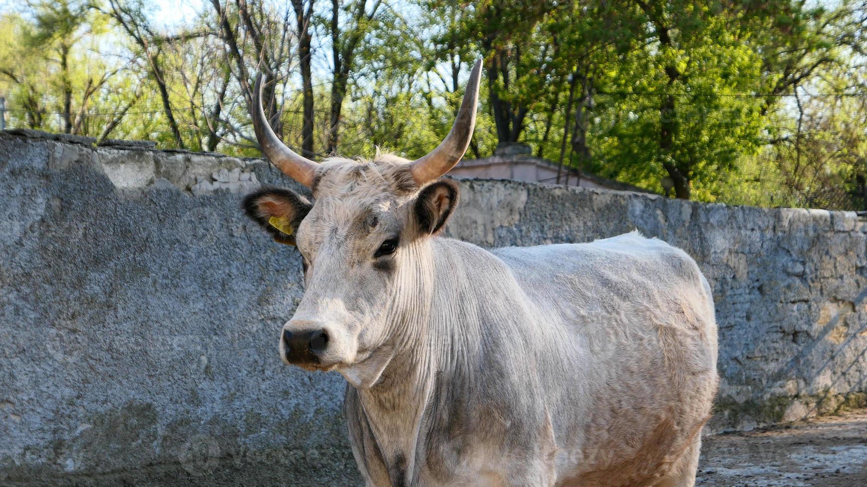 schön Kuh Porträt im das Zoo foto