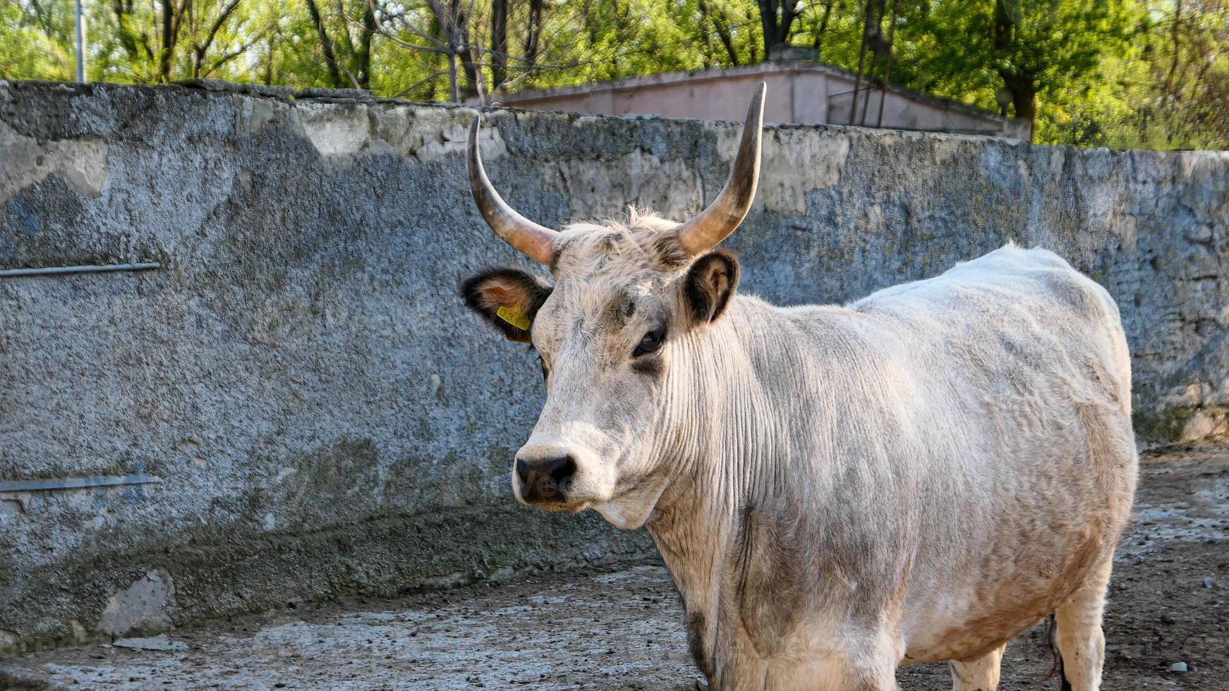 schön Kuh Porträt im das Zoo foto