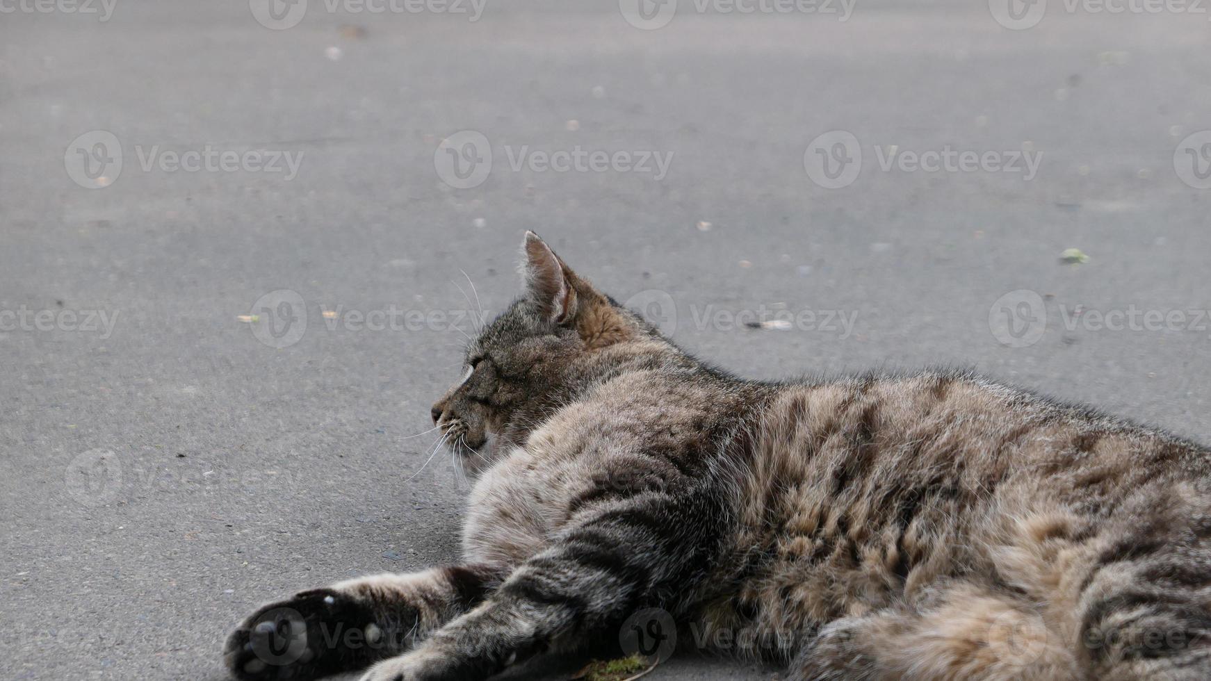 obdachlos Katze im das Straße Porträt foto