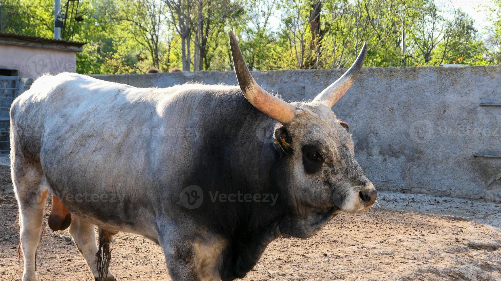 schön Kuh Porträt im das Zoo foto