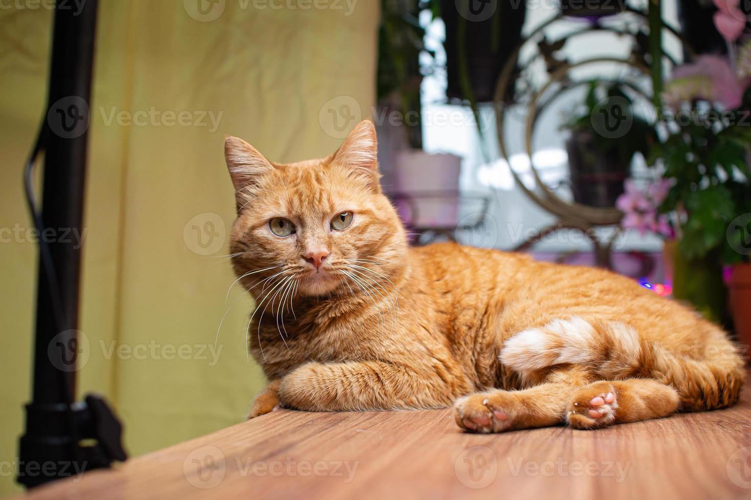 zärtlich inländisch Katze Kätzchen Porträt foto