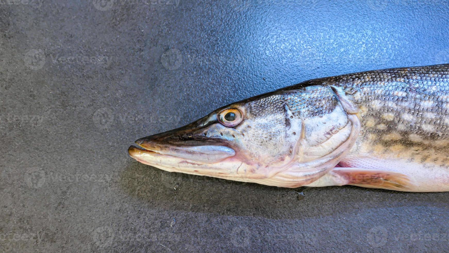 das Nord Pike einfach Pike oder luce frisches Wasser Fisch foto