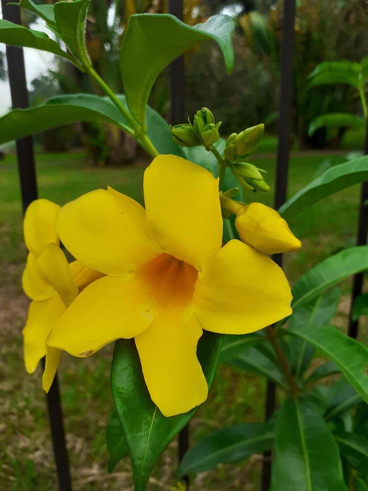 alamanda oder Allamanda oder Allamanda kathartica ist ein Zier Pflanze häufig verwiesen zu wie das alamanda Blume und ist ebenfalls häufig verwiesen zu wie das golden Trompete Blume Gelb Glocke Blume. foto