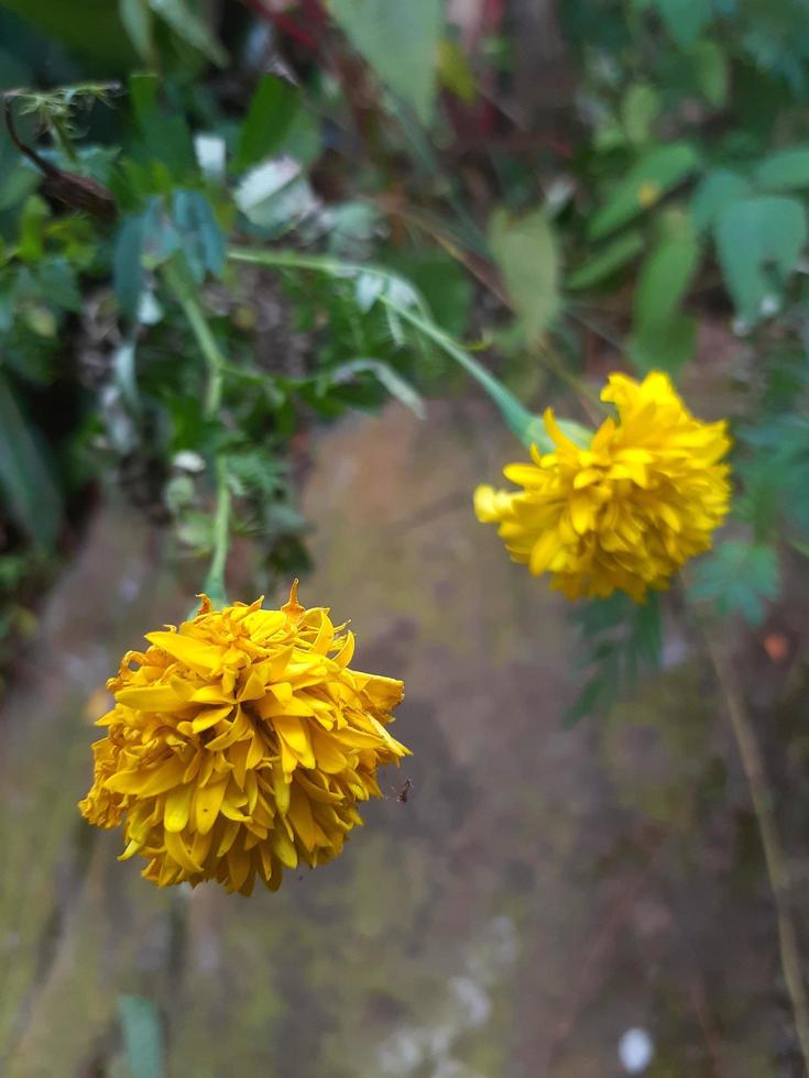 Ringelblume Blume ist Blühen im das Wald wie ein wild Pflanze. foto