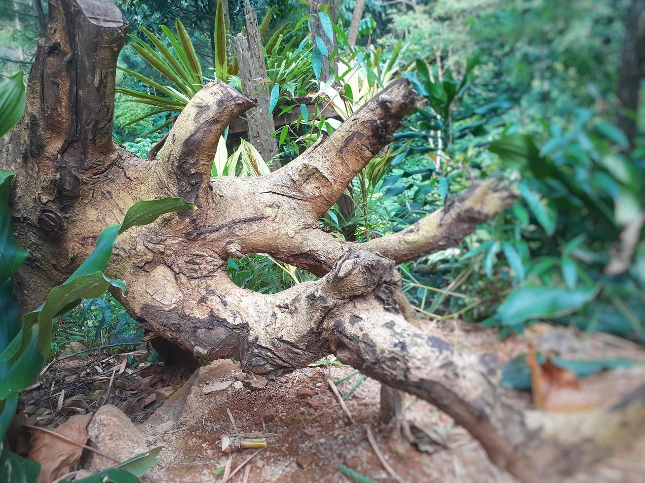 das Baum fiel nach Sein fiel und links Lügen auf das Boden zum ein lange Zeit. foto