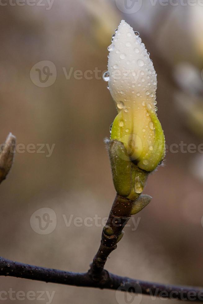 Makro einer schönen Magnolienknospe foto