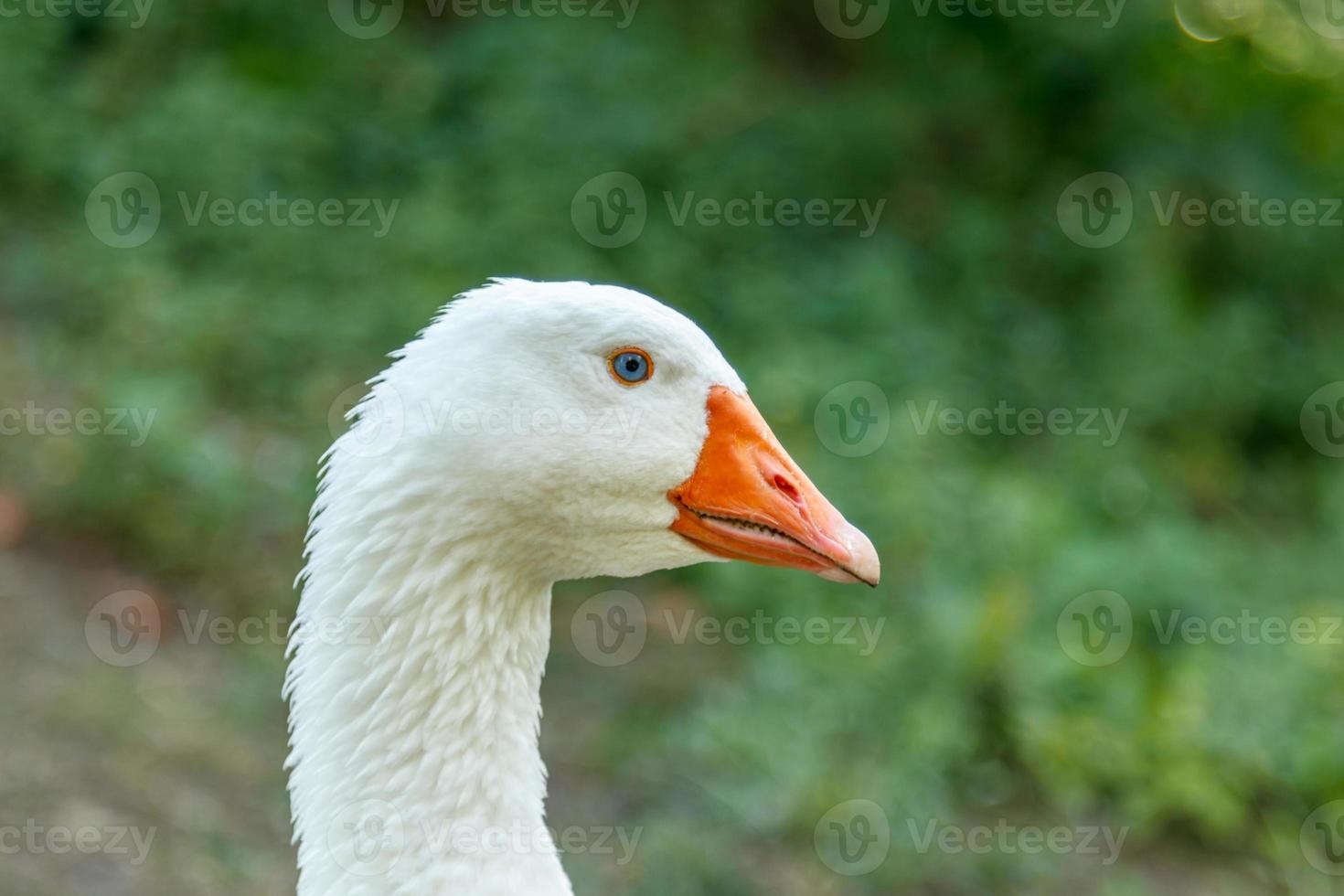 schöne Schwäne sitzen auf grünem Gras foto