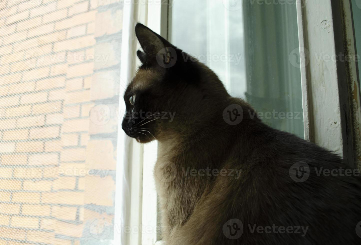 birmanisch Katze Sitzung beim Zuhause und suchen beim Fenster. foto