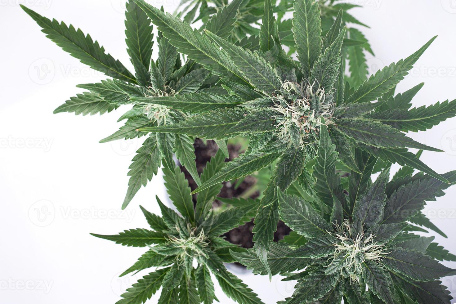 Knospen des medizinischen Marihuanas auf weißem Hintergrund foto