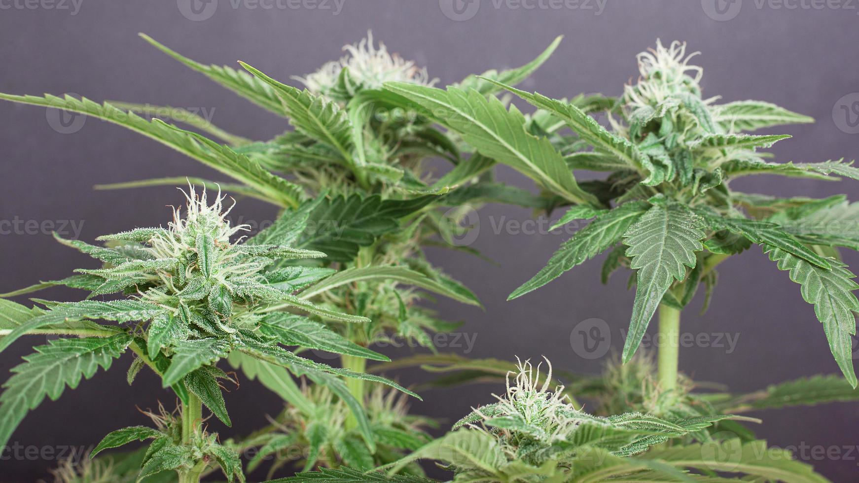 schöner blühender Cannabisbusch mit schneeweißen Knospen, die mit Trichomen übersät sind foto