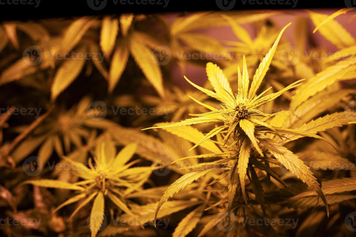 Anbau von medizinischem Marihuana in Innenräumen unter künstlicher Lichtlampe foto