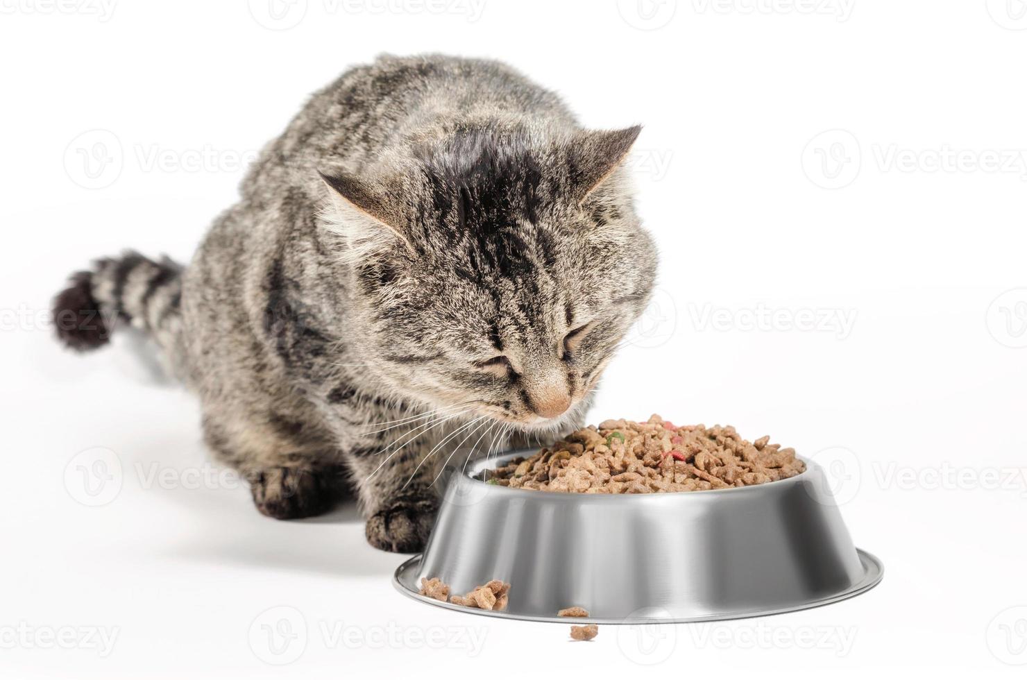 Katze frisst Trockenfutter foto