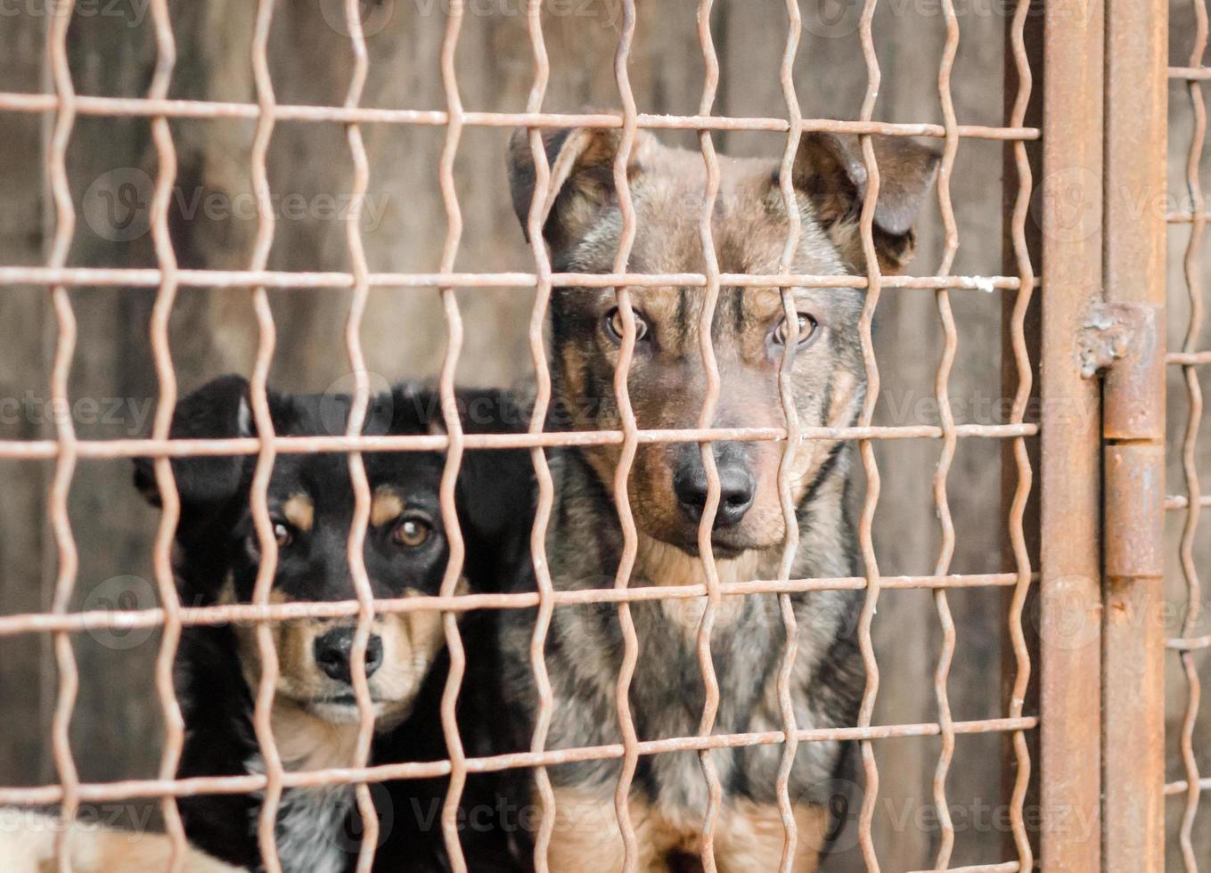 zwei Hunde hinter einem Zaun foto