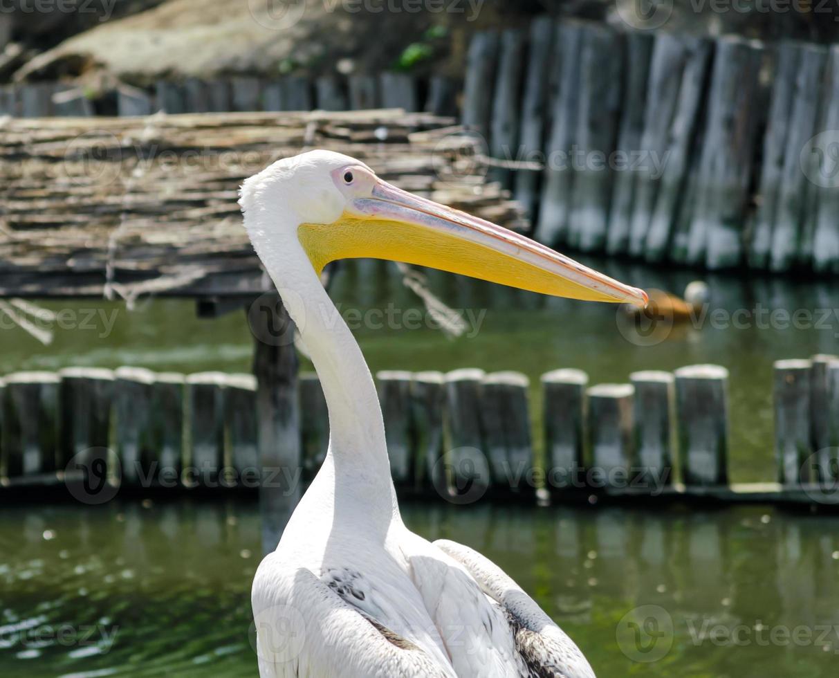 großer weißer Pelikan foto
