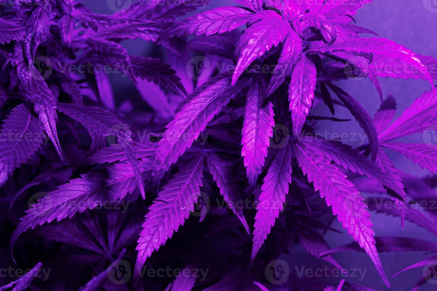 Cannabisblätter unter LED-Beleuchtung foto