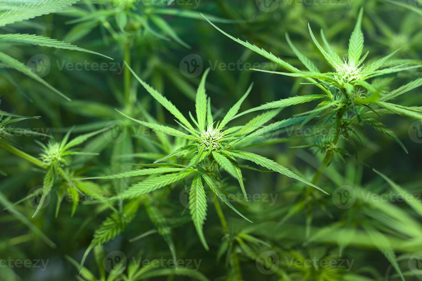 schöne Marihuana-Pflanze mit blühenden Knospen foto