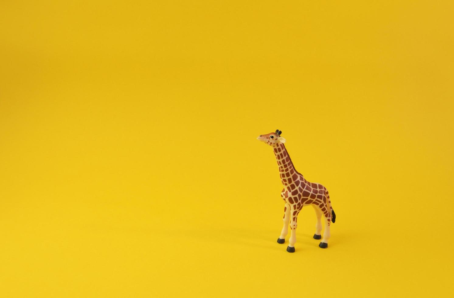 Giraffe isoliert auf gelbem Hintergrund. Konzeptbild Vorderansicht. wilde Giraffe freut sich in der Kamera. foto