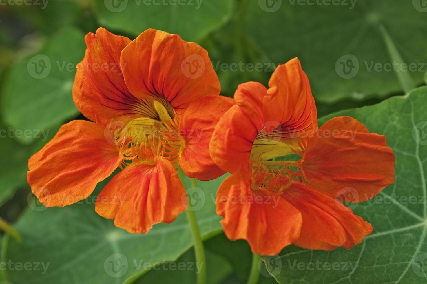 Garten Nasturcius, Tropaeolum Majus, indische Kresse und Mönchskresse foto