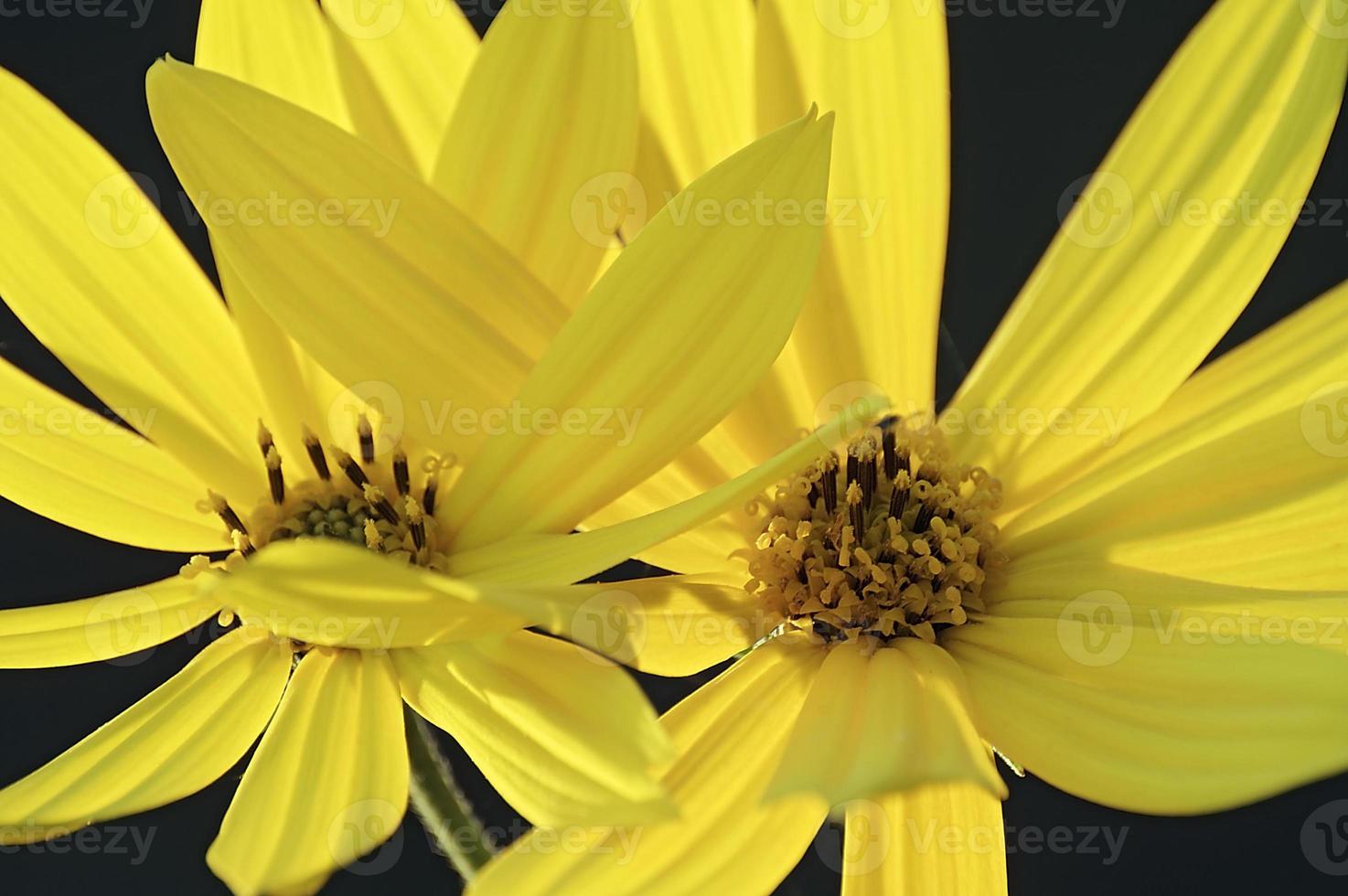 jerusalem artischocke, helianthus tuberosus, sonnenwurzel, sunchoke, erdapfel und topinambour. foto