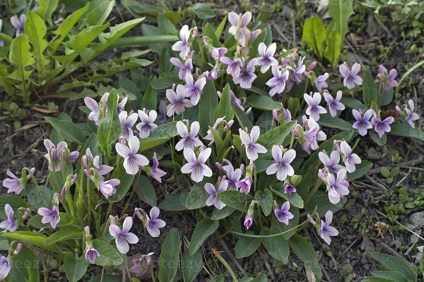 violett, viola philippica und viola alisoviana foto