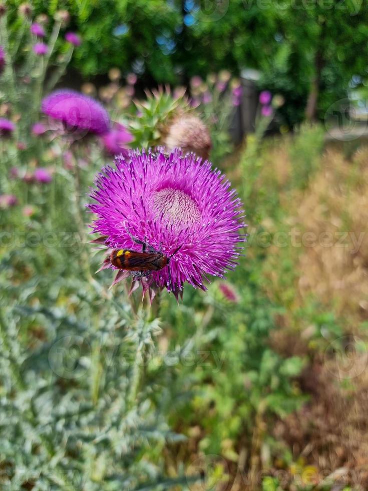 ein schön Distel Pflanzen draußen foto