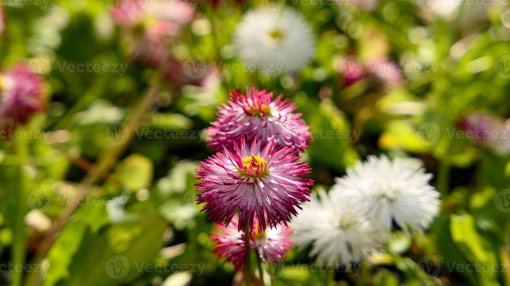 ein schön Gänseblümchen Blumen draußen foto