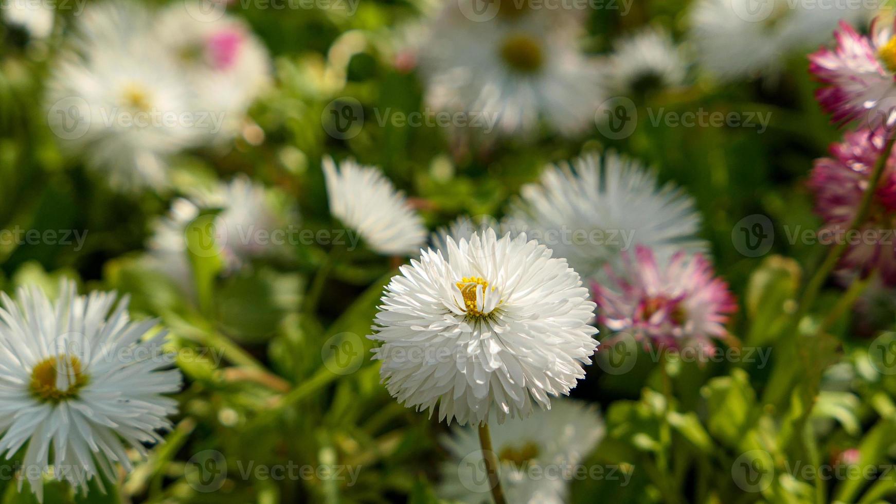 ein schön Gänseblümchen Blumen draußen foto