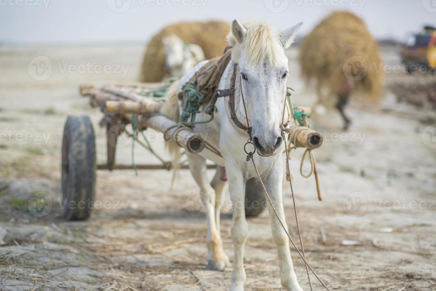 ein Fracht Pferd Auto Hochladen ein Arbeit im das Dorf von Kartikpur, Dohar, Bangladesch. foto