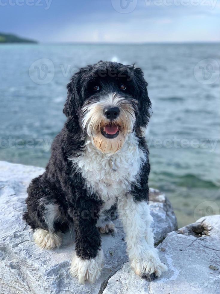 süß schwarz und Weiß Hund Sitzung auf ein Felsen durch das Wasser foto