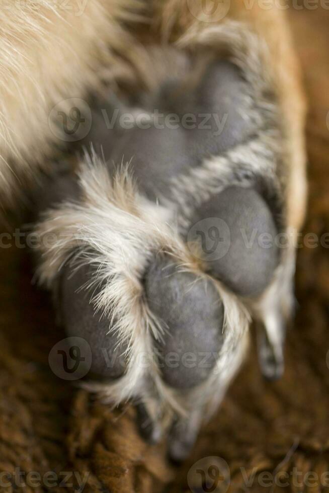 Nahansicht von ein Pfote von ein Deutsche Schäfer Hund mit lange Krallen foto