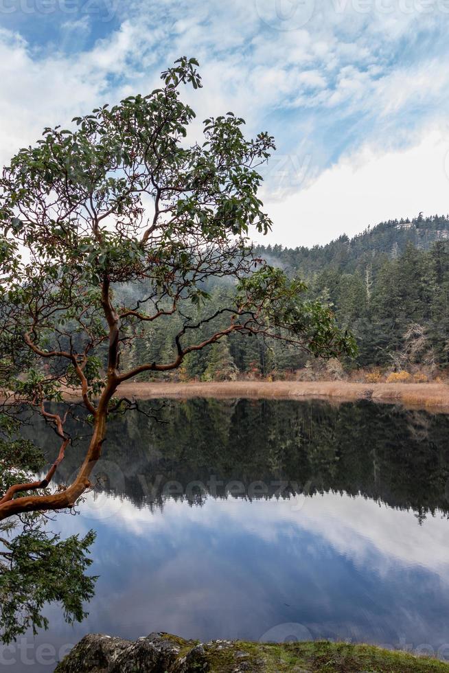 Erdbeerbaum Baum beim Matheson See regional Park auf Vancouver Insel foto