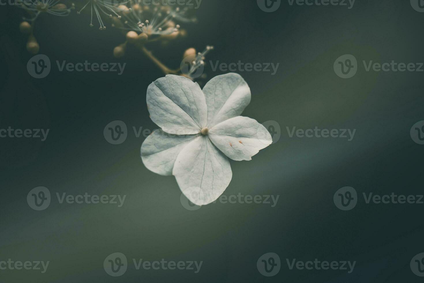 Weiß klein Blume auf das Busch im das Garten foto