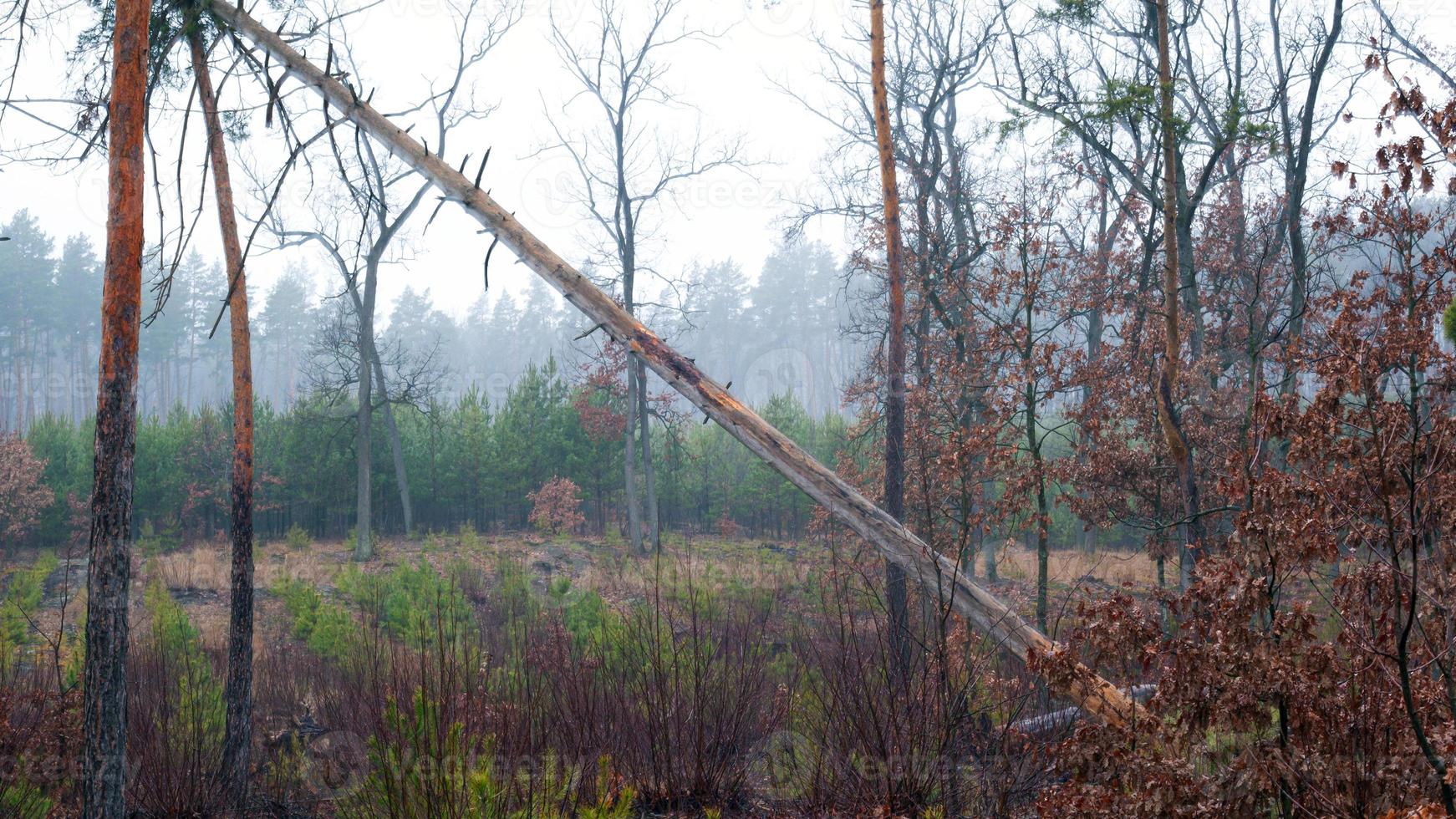 Morgen im Herbstwald mit nebligen fabelhaften umgestürzten Baum foto