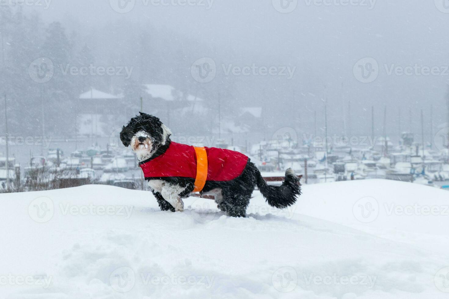 Hund halten oben ihr kalt Pfote im das Schnee foto