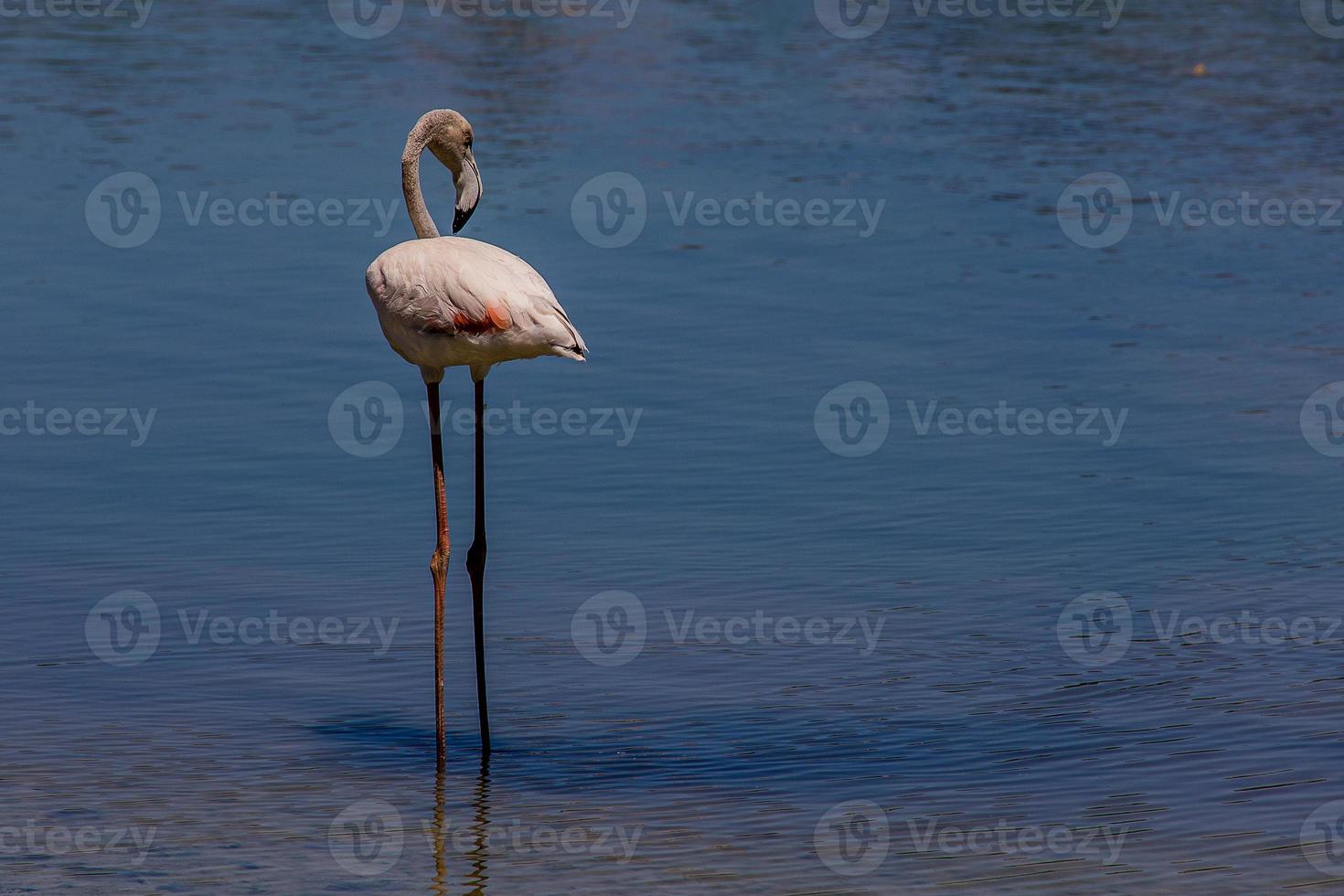 Vogel weiß-rosa Flamingo auf ein salzig Blau See im Calpe Spanien foto