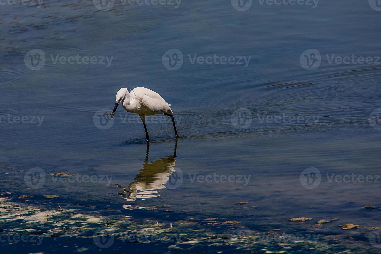 wenig Weiß Vogel auf ein Salz- See im Calpe Spanien auf ein Sommer- Tag... foto